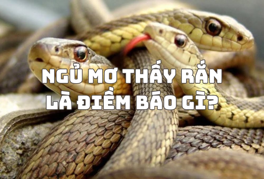 nam-mo-thay-ran-la-diem-gi-giai-ma-chi-tiet-tu-a-z 1