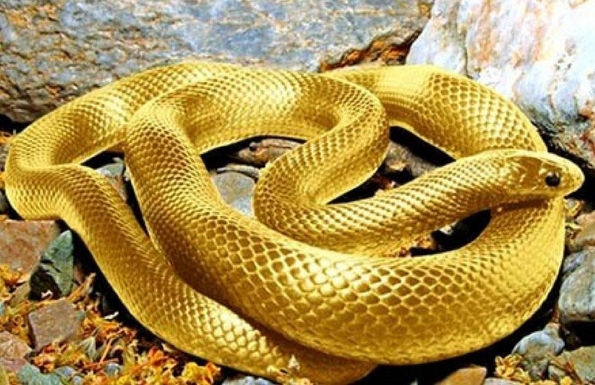 nam-mo-thay-ran-la-diem-gi-giai-ma-chi-tiet-tu-a-z