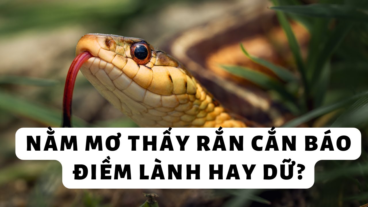 nam-mo-thay-ran-la-diem-gi-giai-ma-chi-tiet-tu-a-z3