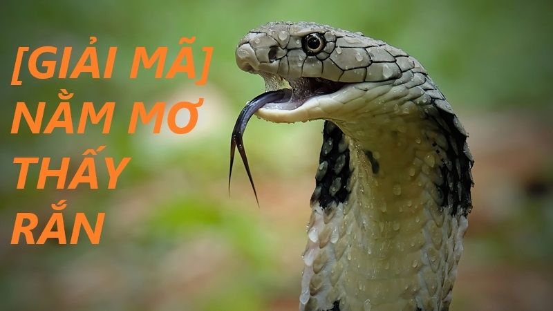 nam-mo-thay-ran-la-diem-gi-giai-ma-chi-tiet-tu-a-z4