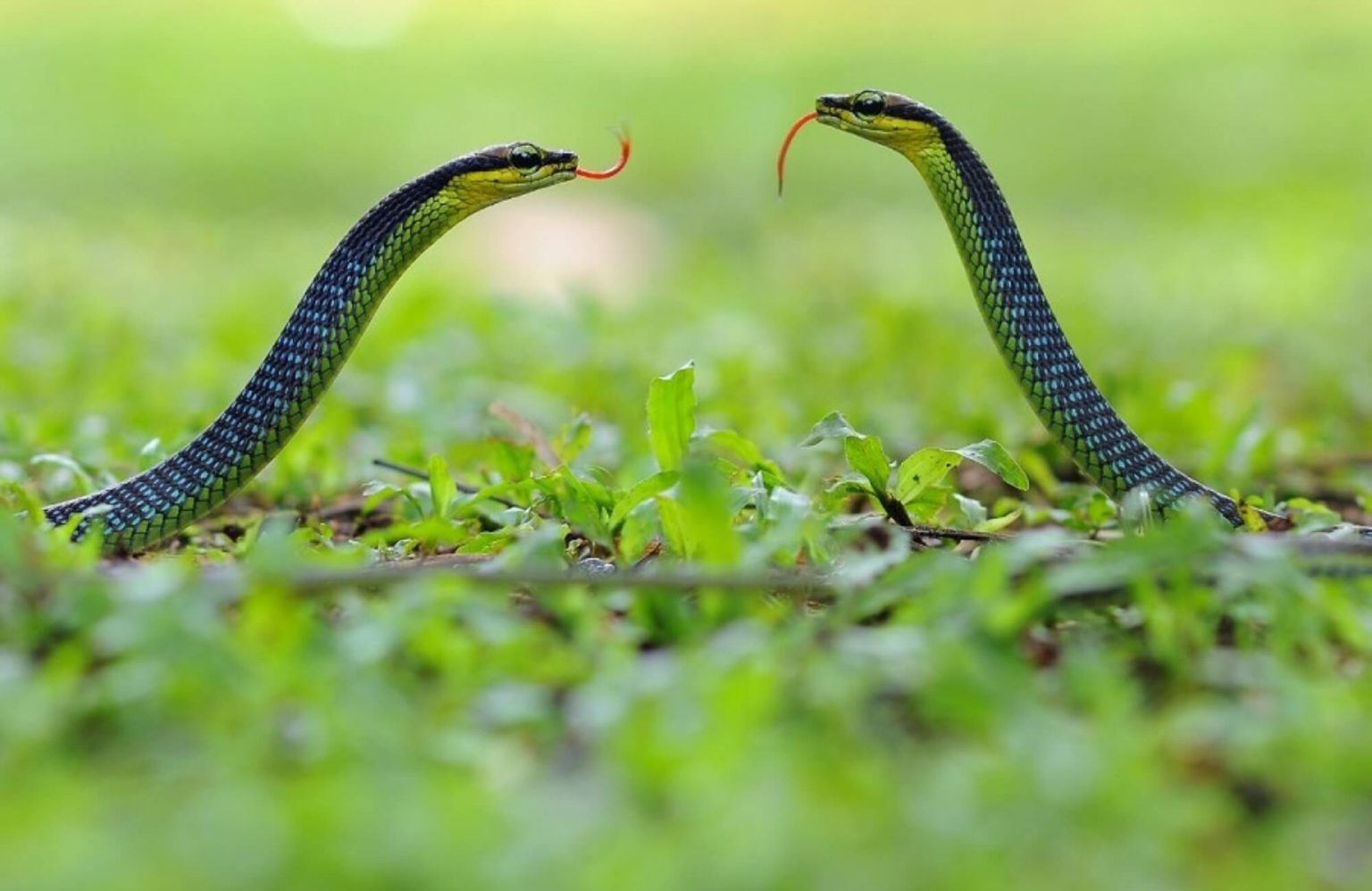 nam-mo-thay-ran-la-diem-gi-giai-ma-chi-tiet-tu-a-z6